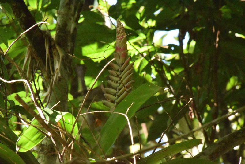 Vriesea ensiformis, photographed by Cajá-manga