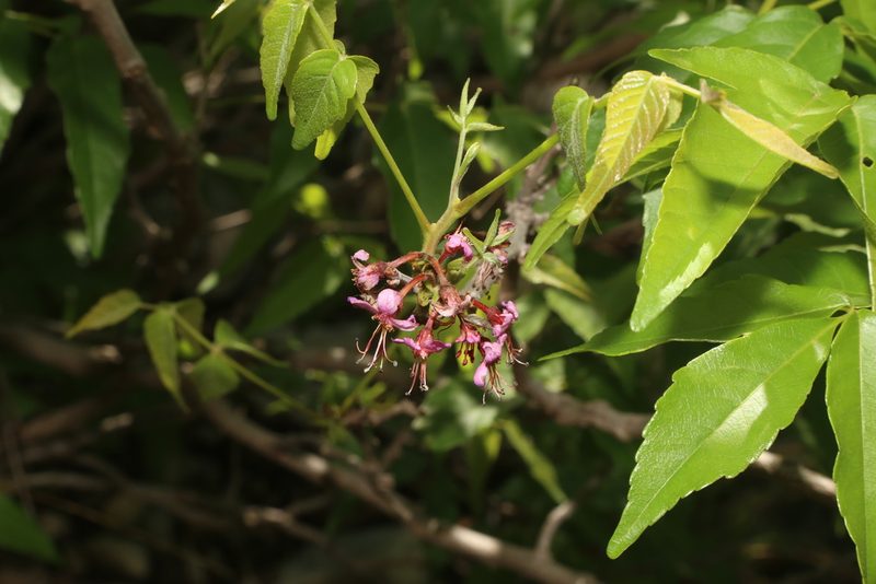 Ungnadia speciosa, photographed by Reid Hardin