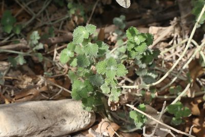 Marrubium vulgare, photographed by Reid Hardin