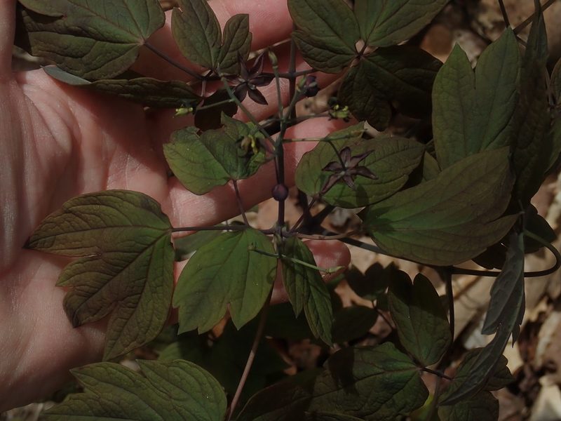 Caulophyllum giganteum, photographed by Lynn Harper