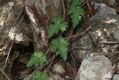 Cissus trifoliata, photographed by Reid Hardin