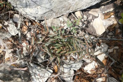 Pellaea atropurpurea, photographed by Reid Hardin