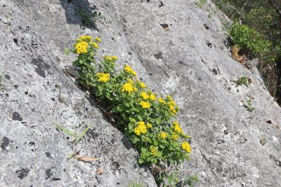 Perityle lindheimeri, photographed by Reid Hardin