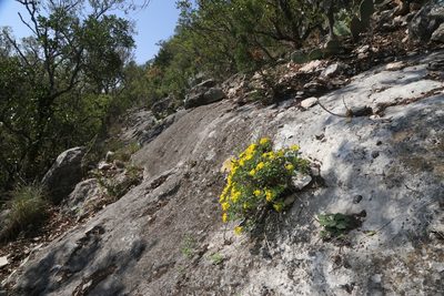 Perityle lindheimeri, photographed by Reid Hardin