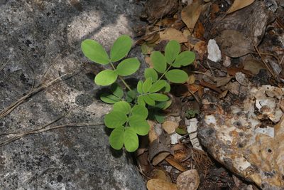 Senna lindheimeriana, photographed by Reid Hardin