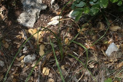 Dasylirion texanum, photographed by Reid Hardin