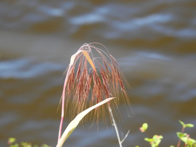 Bromus rigidus, photographed by Old Goat