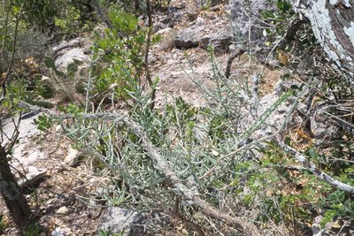 Cylindropuntia leptocaulis, photographed by Reid Hardin