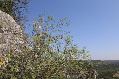 Senegalia roemeriana, photographed by Reid Hardin