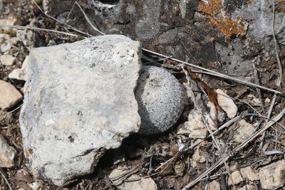 Epithelantha micromeris, photographed by Reid Hardin