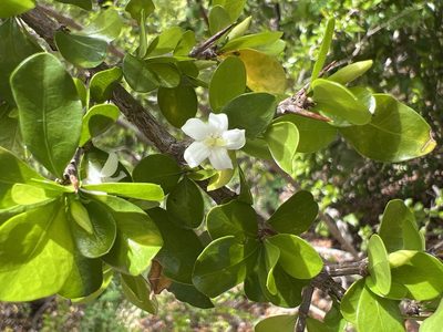 Randia aculeata, photographed by Alan Weakley