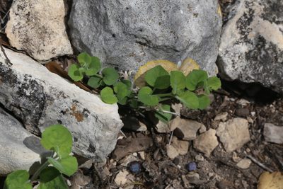 Carlowrightia torreyana, photographed by Reid Hardin