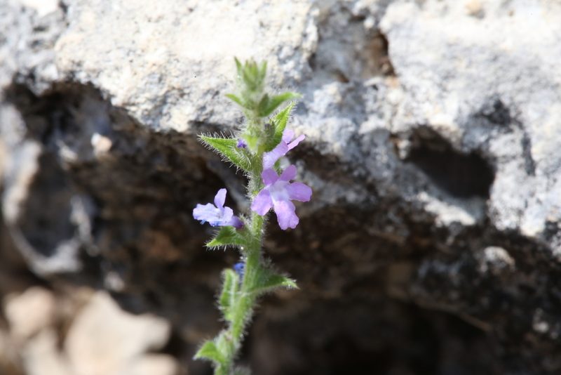 Verbena canescens, photographed by Reid Hardin