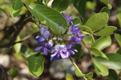 Dermatophyllum secundiflorum, photographed by Reid Hardin