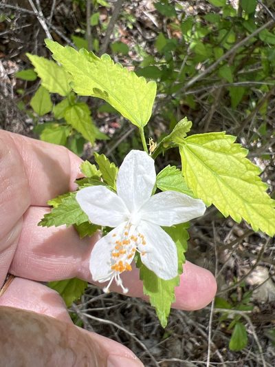 Hibiscus phoeniceus, photographed by Alan Weakley