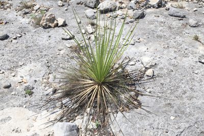 Dasylirion texanum, photographed by Reid Hardin