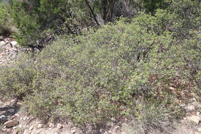 Quercus vaseyana, photographed by Reid Hardin