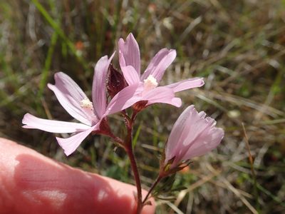 Sidalcea malviflora
