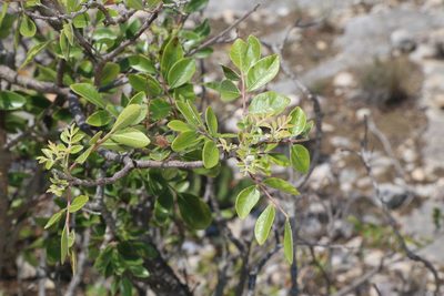 Rhus virens, photographed by Reid Hardin
