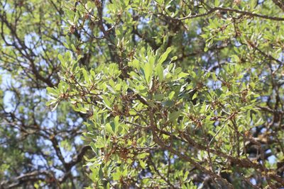 Quercus laceyi, photographed by Reid Hardin