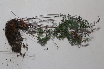 Argyrochosma microphylla, photographed by Reid Hardin