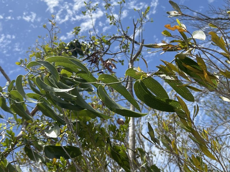 Smilax coriacea, photographed by Alan Weakley