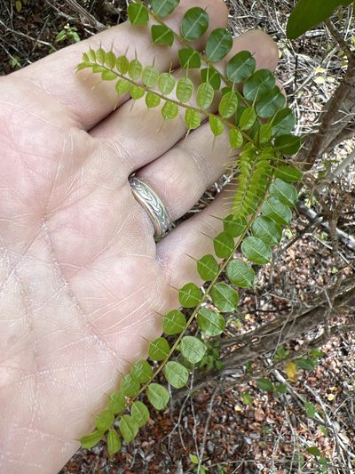 Pictetia aculeata, photographed by Alan Weakley