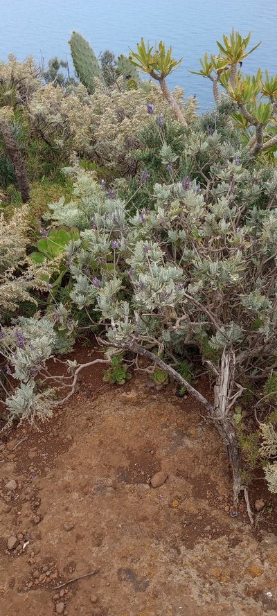 Lavandula buchii, photographed by Pablo MR