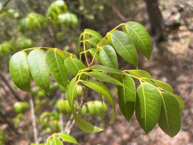 Swietenia mahagoni, photographed by Alan Weakley