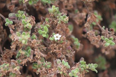 Nama origanifolia, photographed by José Belem Hernández Díaz