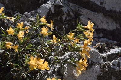 Diplacus longiflorus, photographed by velodrome