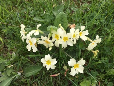 Primula vulgaris, photographed by B. Phalan