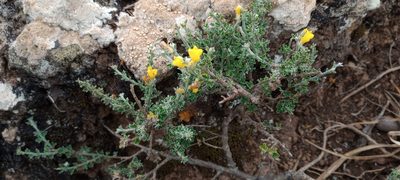 Genista canariensis, photographed by Pablo MR