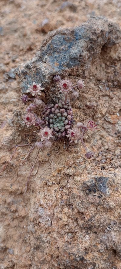 Monanthes brachycaulos, photographed by Pablo MR