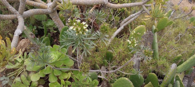 Echium leucophaeum, photographed by Pablo MR