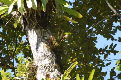 Tillandsia tenuifolia, photographed by Cajá-manga