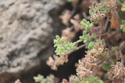 Nama origanifolia, photographed by José Belem Hernández Díaz