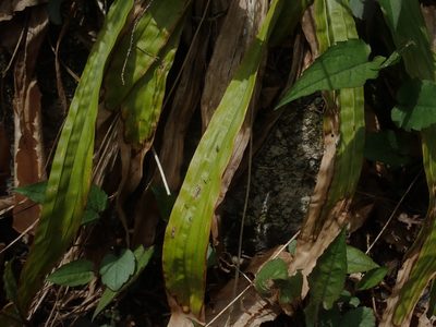 Carex plantaginea, photographed by Lynn Harper