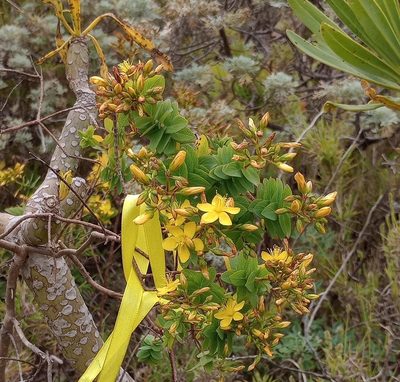 Hypericum reflexum, photographed by Pablo MR
