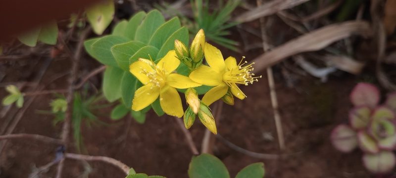 Hypericum reflexum, photographed by Pablo MR