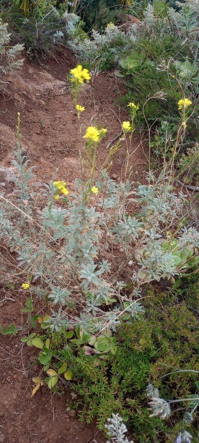 Descurainia millefolia, photographed by Pablo MR