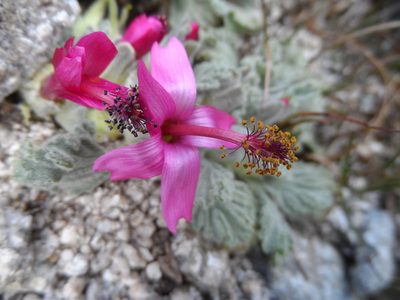 Nototriche flabellata, photographed by Humber Alberto