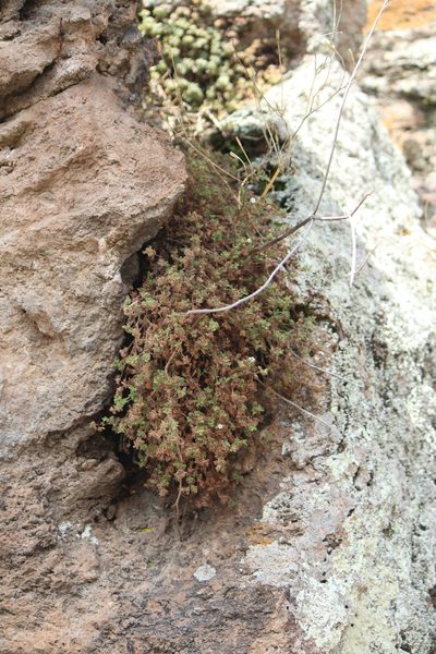 Nama origanifolia, photographed by José Belem Hernández Díaz