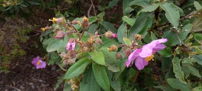 Cistus symphytifolius, photographed by Pablo MR