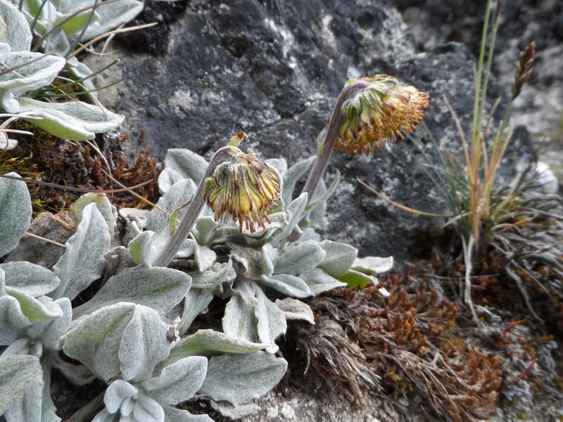 Senecio candollei, photographed by Humber Alberto