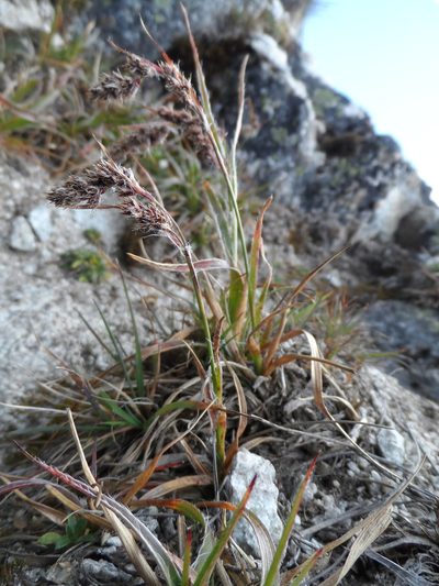 Luzula vulcanica, photographed by Humber Alberto