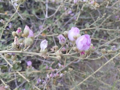 Malacothamnus fasciculatus, photographed by Vasily Reinkymov