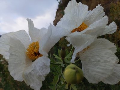 Romneya coulteri