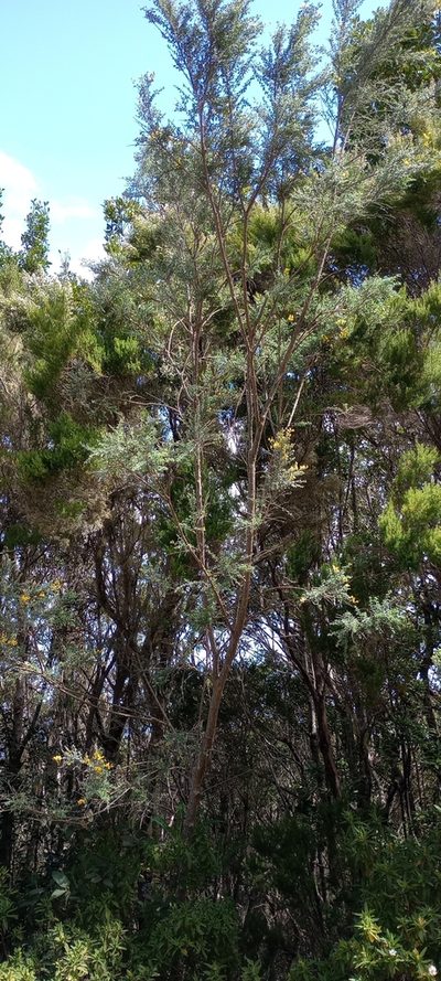 Genista canariensis, photographed by Pablo MR