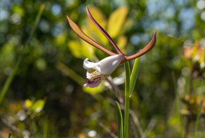 Cleistesiopsis oricamporum, photographed by evangrimes